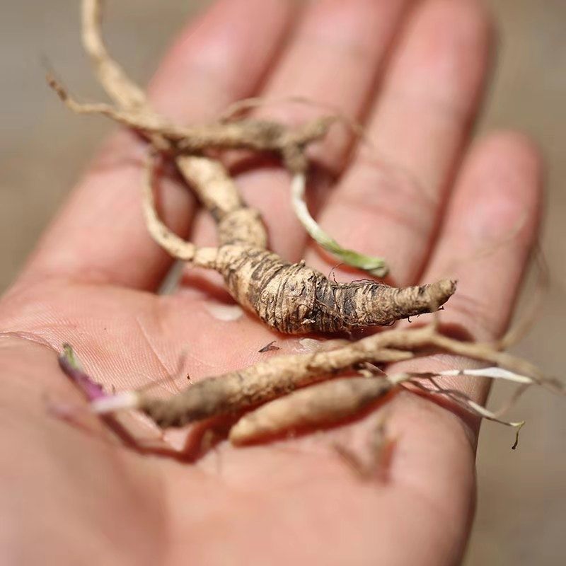 西藏林芝小当归藏当归干货100g(下单赠送礼品) 500g【图片 价格 品牌