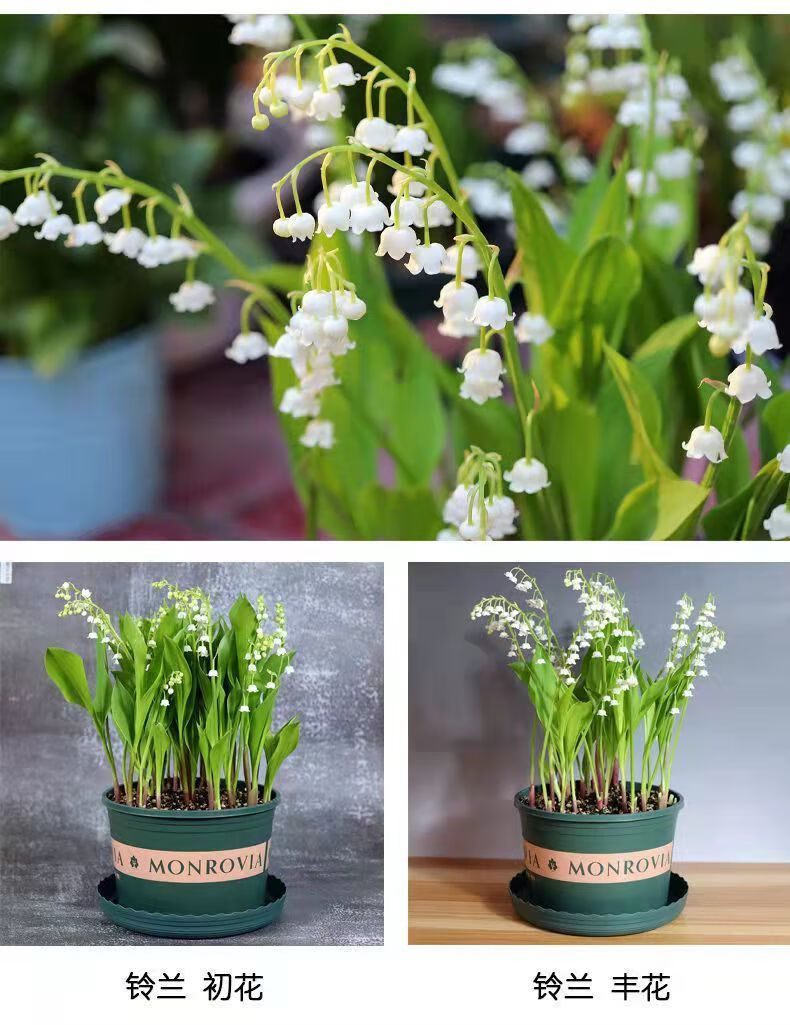 soumiety*轻奢水培浓香型铃兰花苗盆栽种根花卉寒植物带根帯芽手捧花