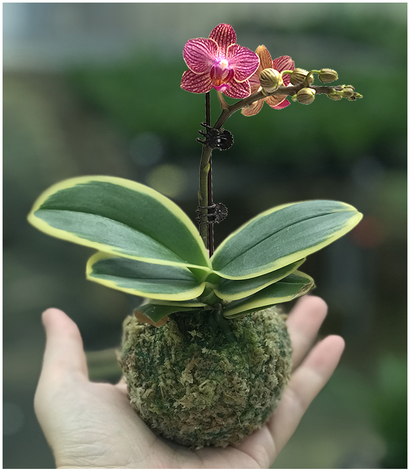 蝴蝶兰苗迷你金边兰花矮种金叶咖啡名贵盆栽花卉植物花苗兰草 不含盆