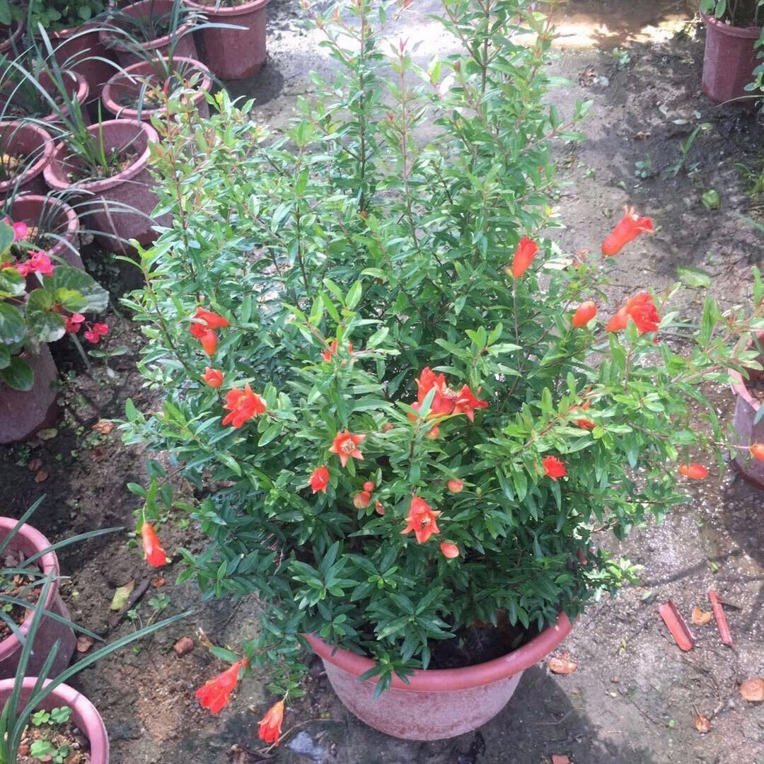 潮汕紅花仙草喜事綠植家居吉祥植物綠植抖音網紅sn0428 石榴花3年苗(1