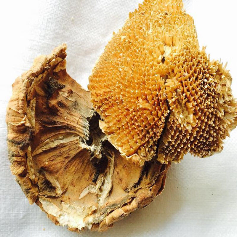 葵花盘整葵花向日葵花盘头茬盐碱地整个向日葵中药材葵花盘粉 向日葵