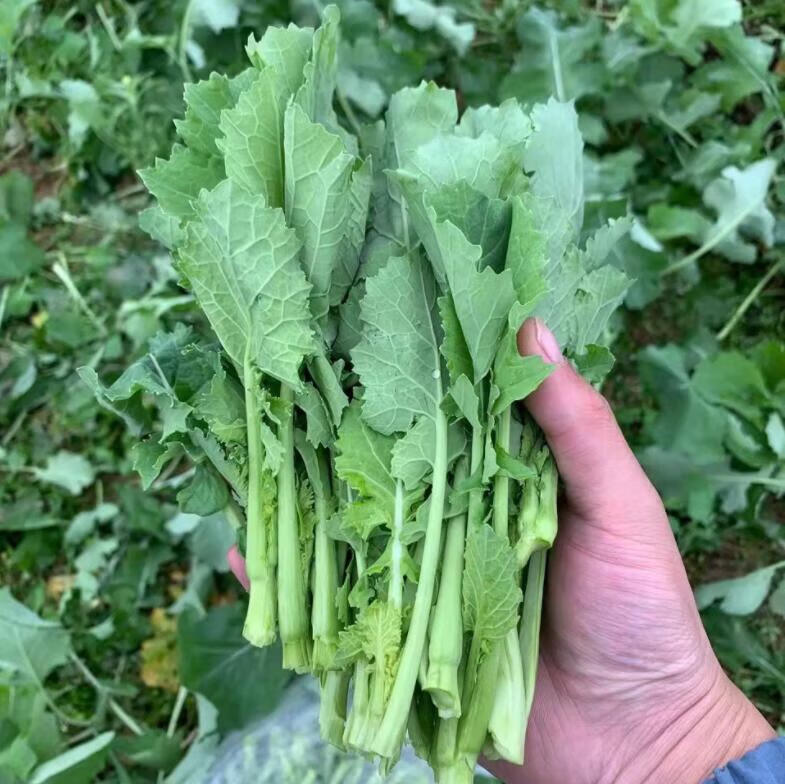 头茬四川油菜苔油菜尖新鲜蔬菜油菜青菜苔3斤