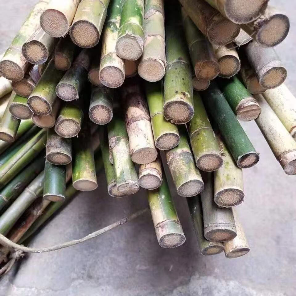 限购实心竹1厘米2颗 不含盆【图片 价格 品牌 报价】-京东