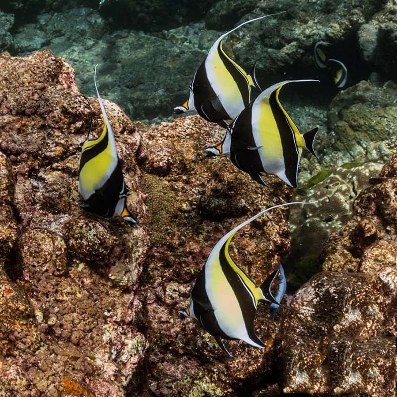 黑白关刀砖石蝶豆腐蝶海水缸观赏鱼运输包活-岚黛 金鬼刀9cm 【图片