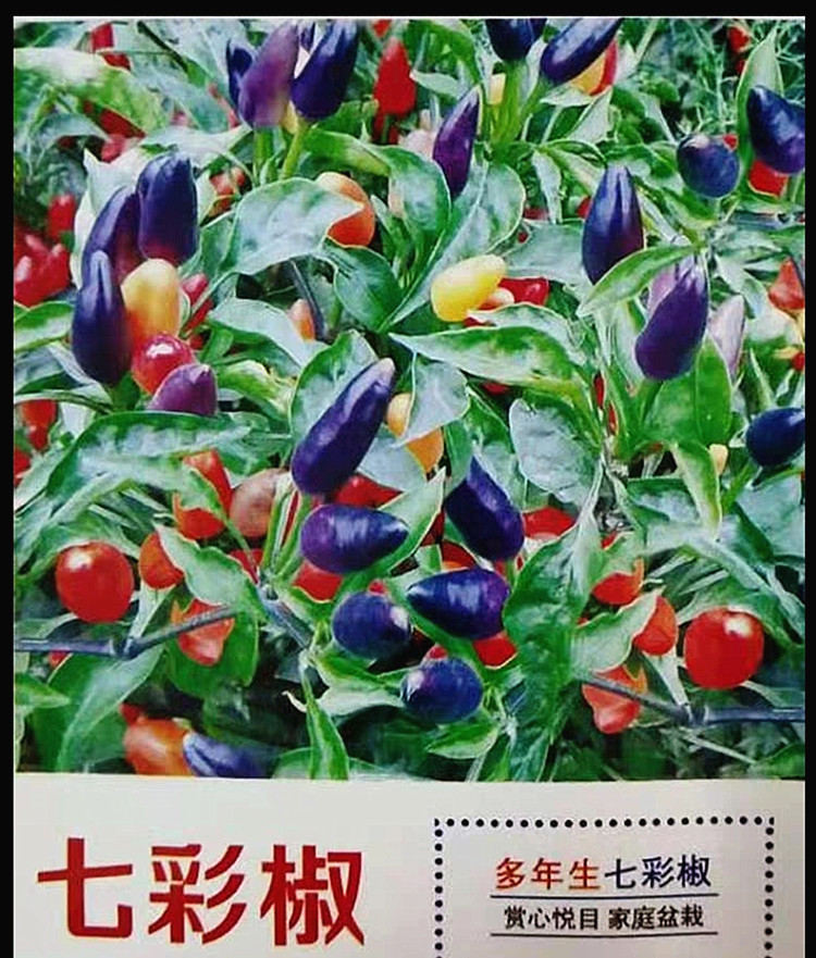 头朝天椒种子七彩椒五彩椒五彩甜椒种籽可吃可观赏彩色辣椒种 七彩椒