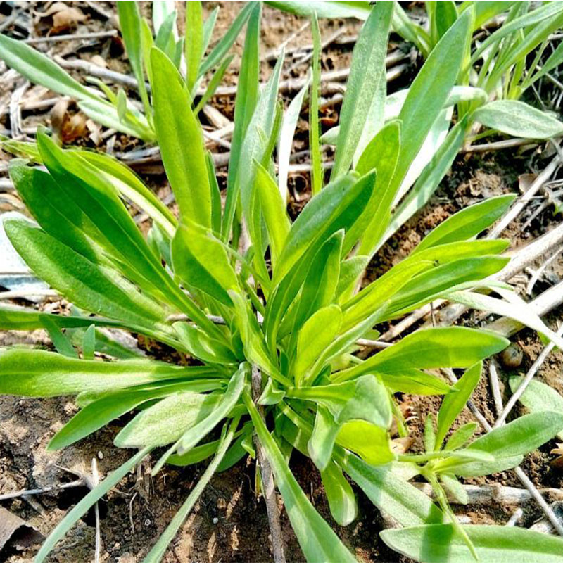 面条菜野菜时令羊蹄棵新鲜现挖山东特产带箱五斤装2000g