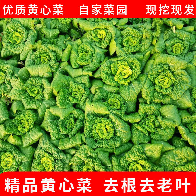 黄心菜黄心乌塌菜河南霜冻耐寒菊花菜当季新鲜蔬菜火锅食材精选3斤