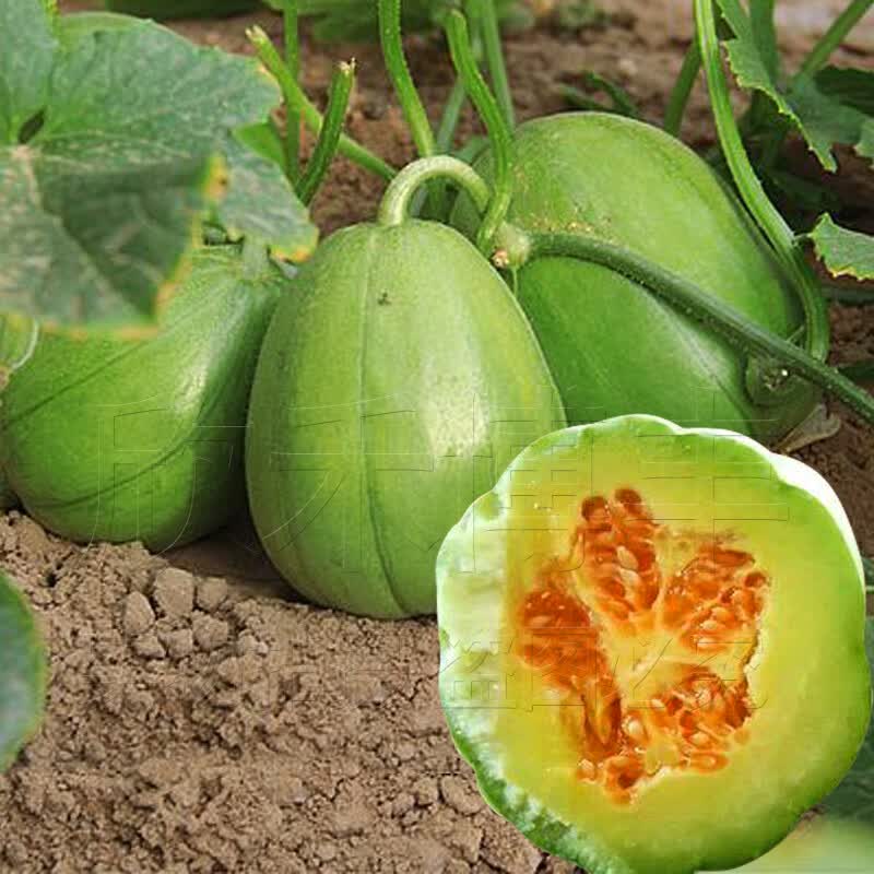 适用于冰翡翠甜瓜种子羊角蜜香瓜种籽酥白沙蜜伊丽莎白四季春季水果种