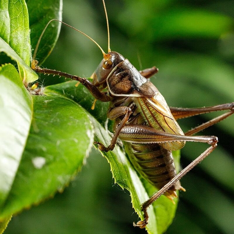 蝈蝈活体蝈蝈活炮筒铁蝈蝈鸣虫蝈蝈活体野生幼虫憨叫大肚子叫铁皮蝈蝈