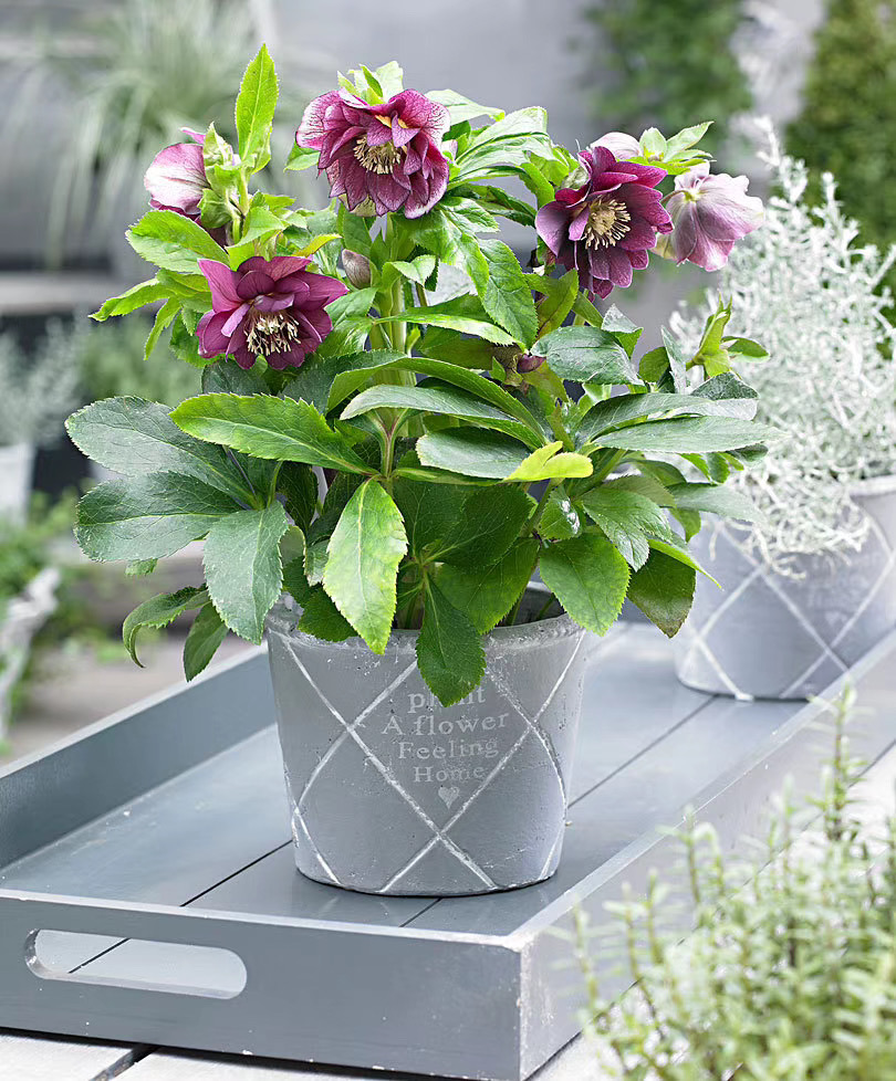 涞思芊品质保证进口铁筷子圣诞玫瑰盆栽铃铛花苗易养多年生极耐寒带花