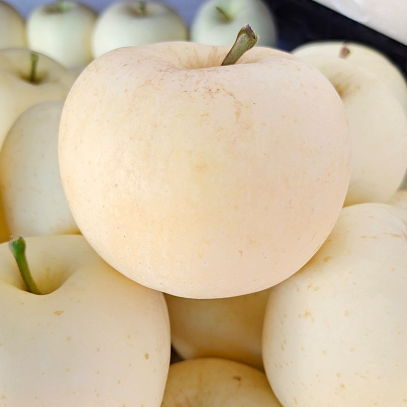 奶油苹果山东烟台奶油富士丑苹果水果新鲜牛奶黄金白色冰糖心脆甜 带