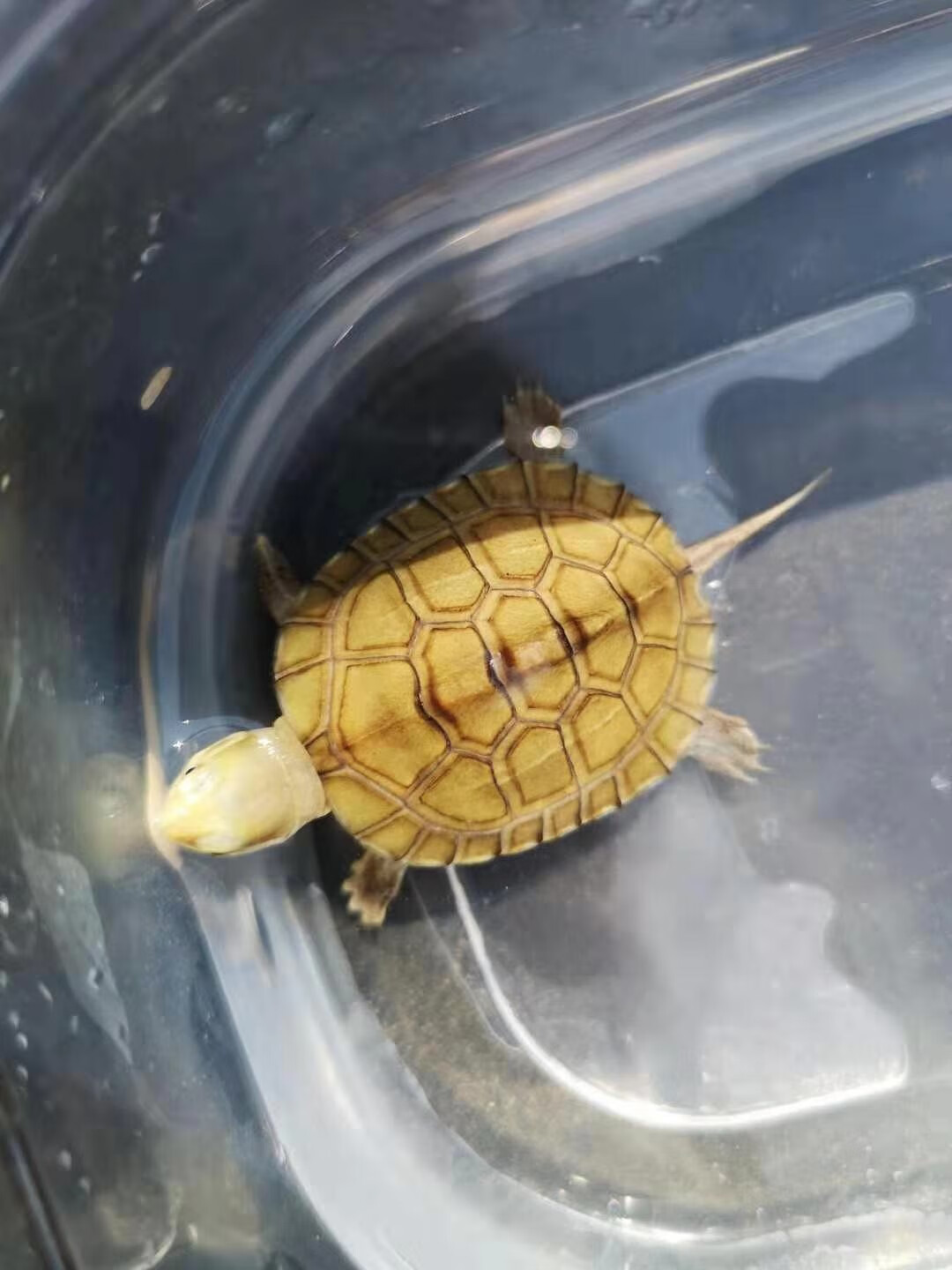 萌龟饲家 安徽皖南小青头龟苗北种龟 小青苗 黄金龟小青活体 水龟宠物