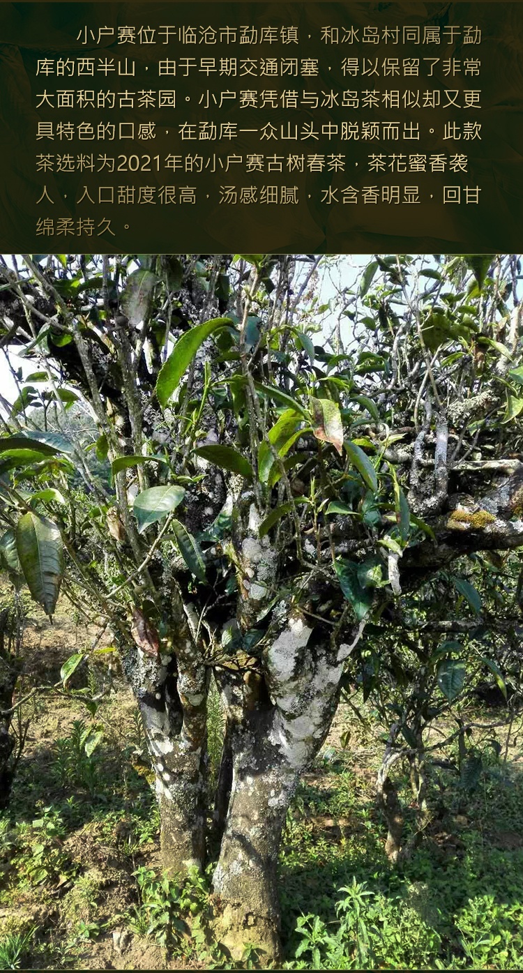 霄青竹 2021年春茶小户赛云南临沧古树普洱茶生春茶叶200克元旦春节送