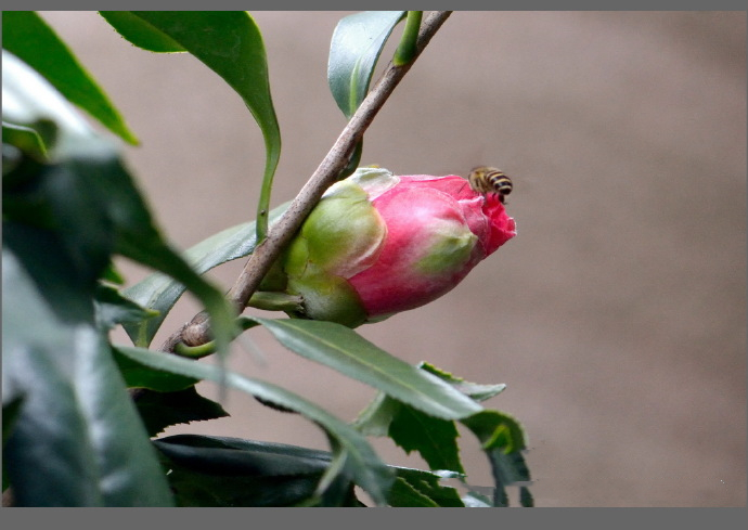 稀有名贵日本鱼尾椿山茶花盆栽四季室内花卉植物带花苞茶花苗树苗四季