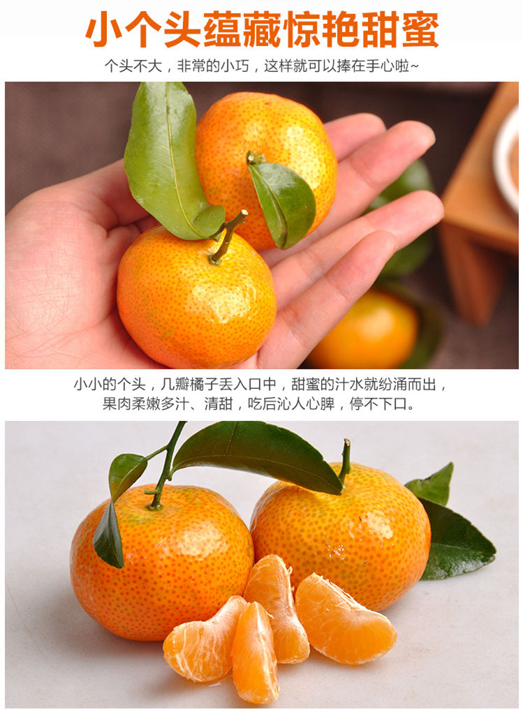 正宗砂糖橘沙糖桔新鲜水果当天现摘香甜多汁蜜橘蜜桔110斤装11月18日