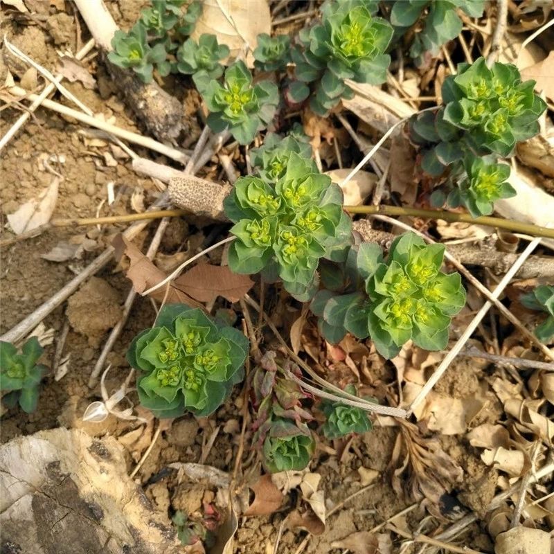 伟博新鲜草药泽漆猫眼草猫儿眼睛草五朵云五灯草乳浆大戟500g 一斤