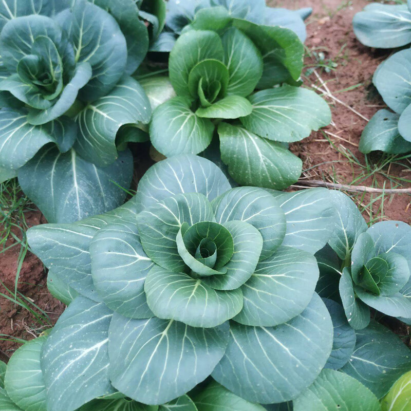 矮脚苏州青小油菜籽黑大头种籽秋季菜种籽矮箕苏州青