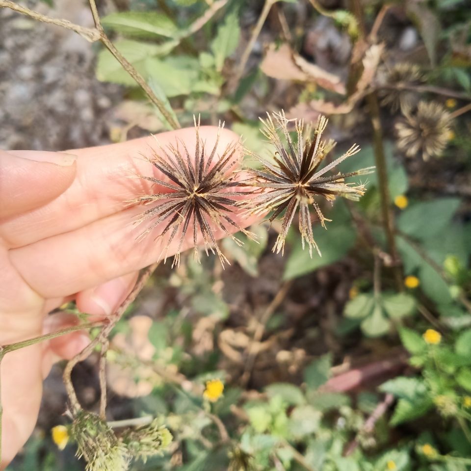 有仁堂鬼针草新货三叶鬼针草茶有叶有杆带针籽干品中药材降压实惠装