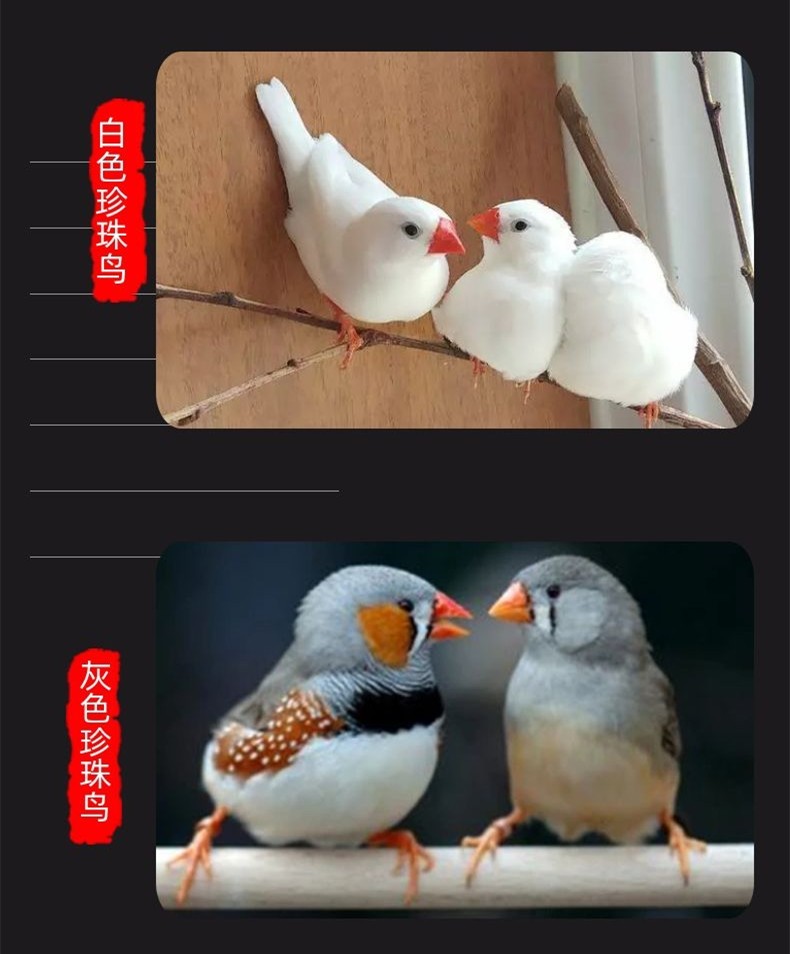 七彩鸟怎么分公母图片