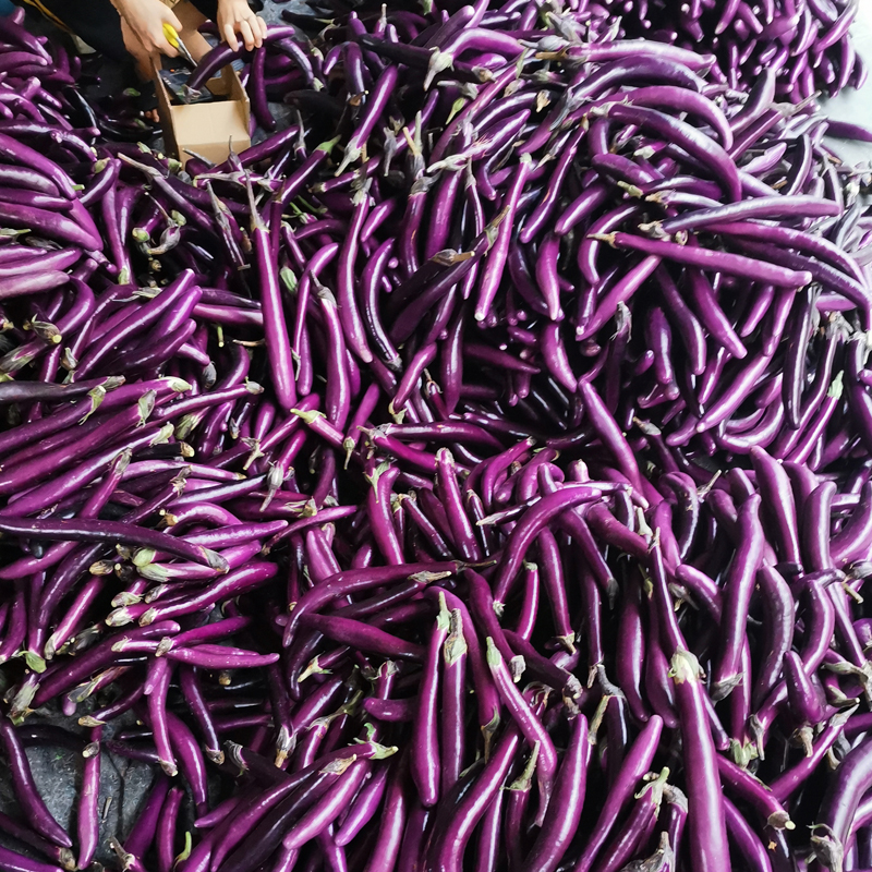 新鲜茄子线茄子细长小茄子福建农家茄瓜绿色天然蔬菜500g