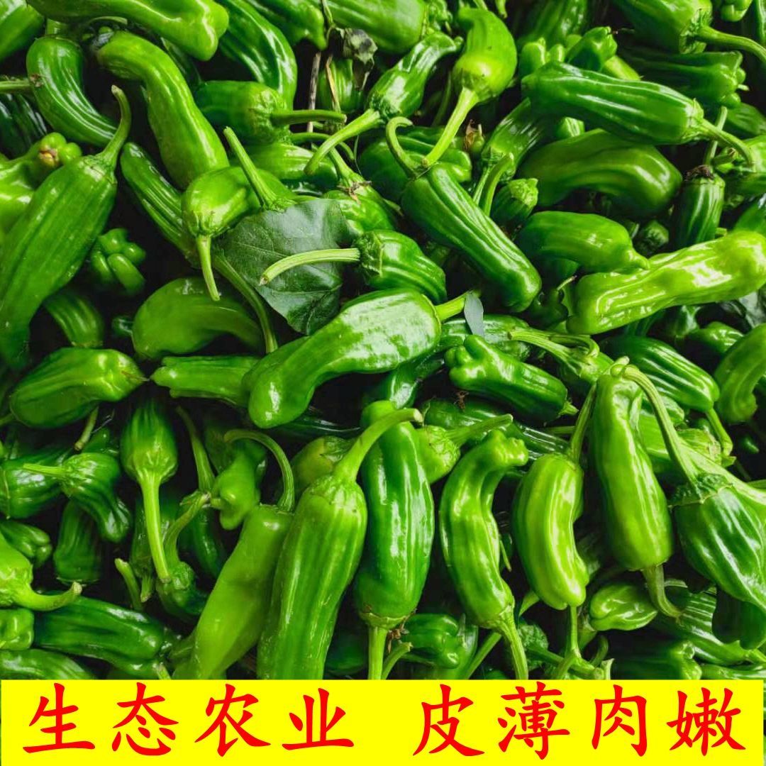 小辣椒新鲜腌制辣椒薄皮小青椒不辣皱皮虎皮辣椒批发现摘新鲜蔬菜