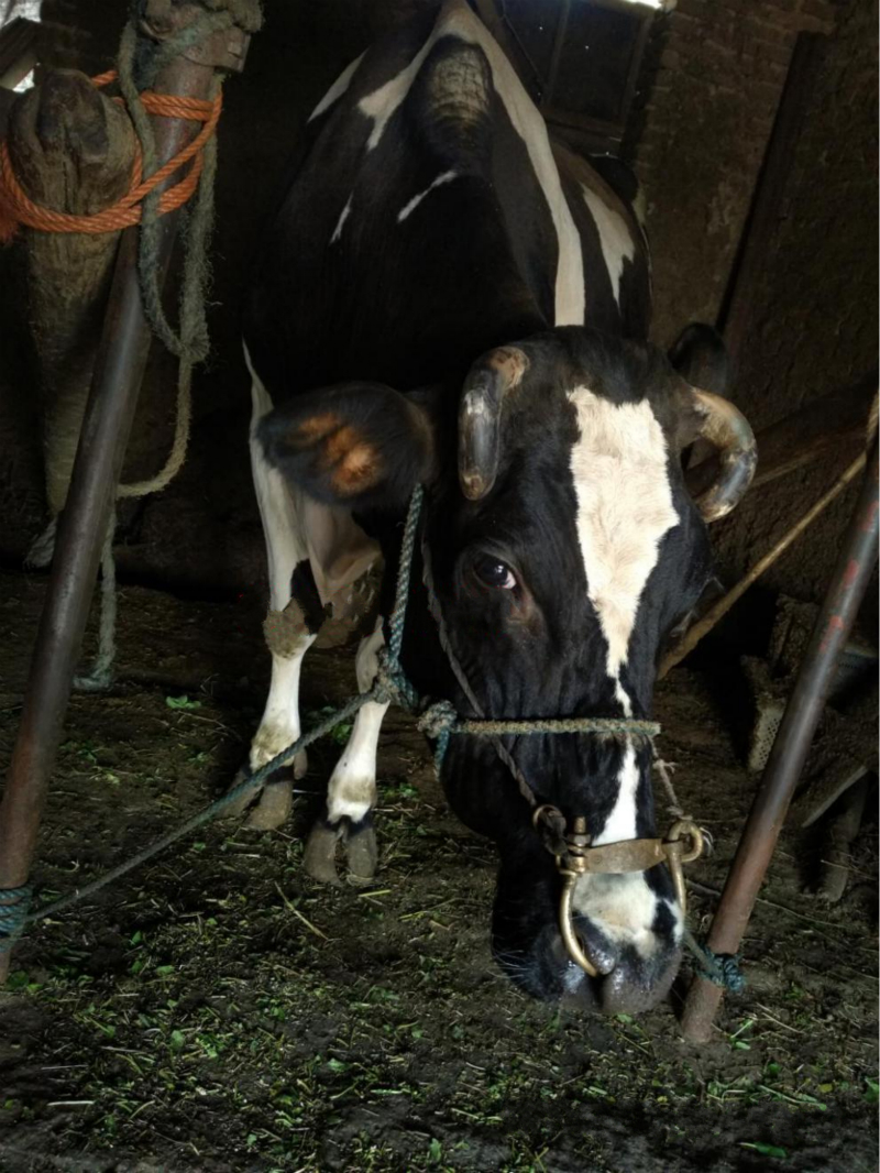 黄铜牛鼻栓牛鼻圈养牛设备器械牛鼻环拴牛环牛鼻钳畜牧用品小号黄铜