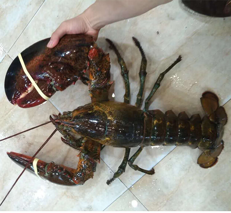 魃鲜波士顿龙虾海鲜水产特大波龙3斤