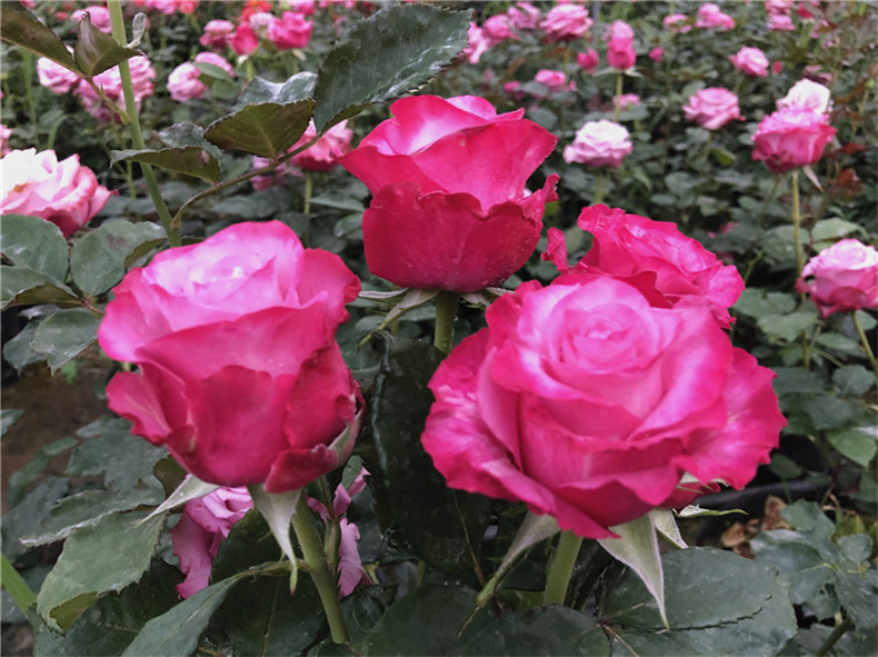 多头丰花灌木大花浓香月季花苗 勤开切花玫瑰花期长 嫣然玫瑰代表甜蜜