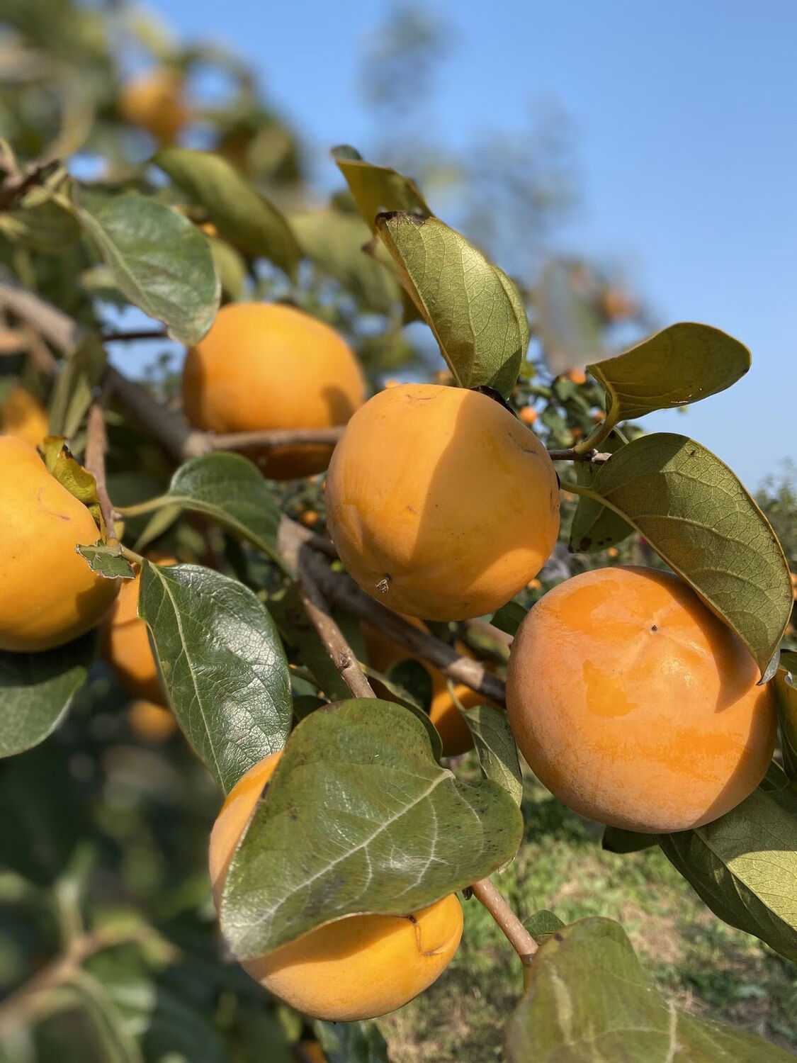 广西恭城脆柿巧克力脆柿现摘新鲜水果脆柿中小果带箱31斤