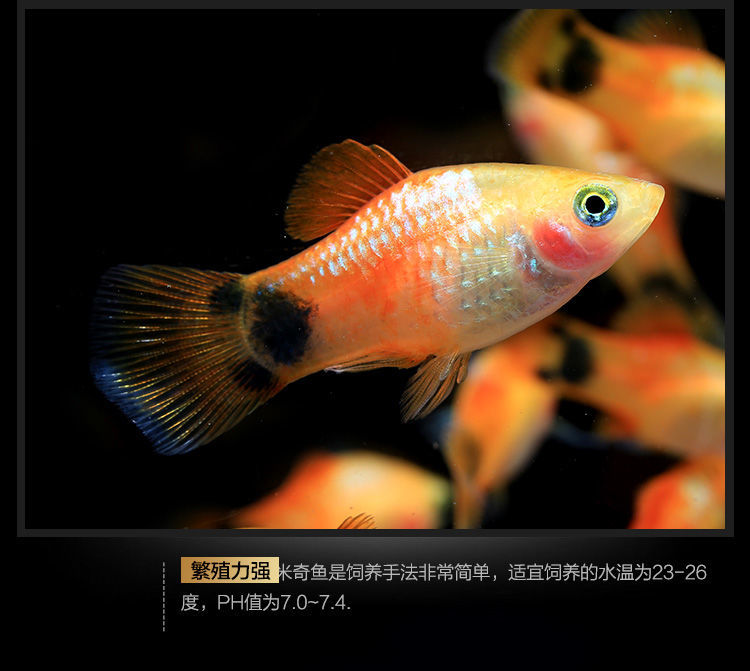 搭啵兔 胎生米奇魚瑪麗球魚小魚活觀賞魚小型淡水好養黑皮球黃紅 15條