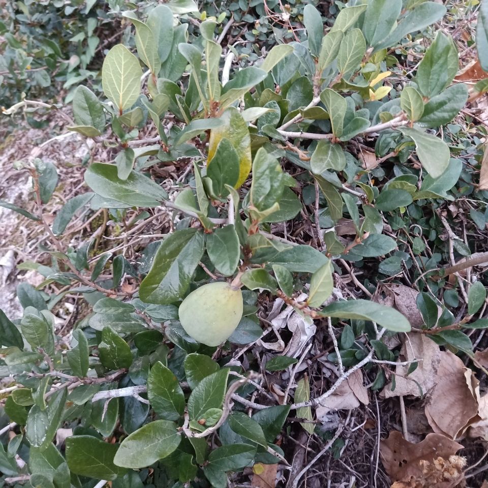 伟博石壁奶母果 木馒头 霹雳果 霹荔果 鬼馒头霹荔藤干品500g 纯果