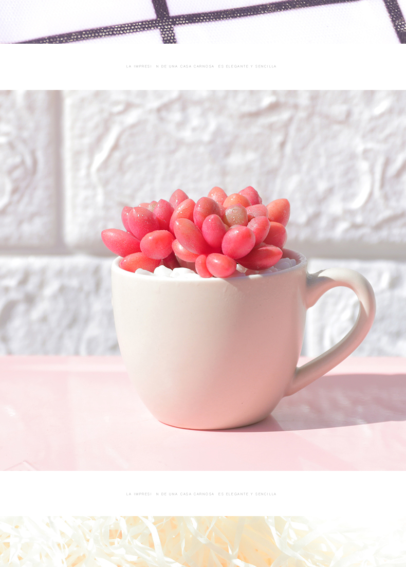 云南直发 先锋派多肉植物稀有品种肉肉净化空气阳台多头多肉 先锋派