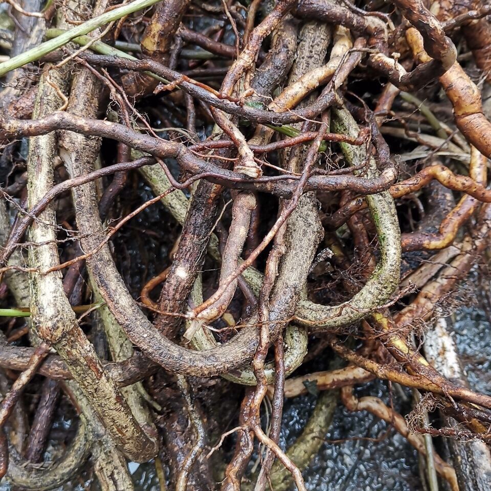 鸡屎藤现摘野生新鲜鸡屎藤臭屁藤通气藤皆治藤鸡矢藤牛皮冻臭藤新鲜叶