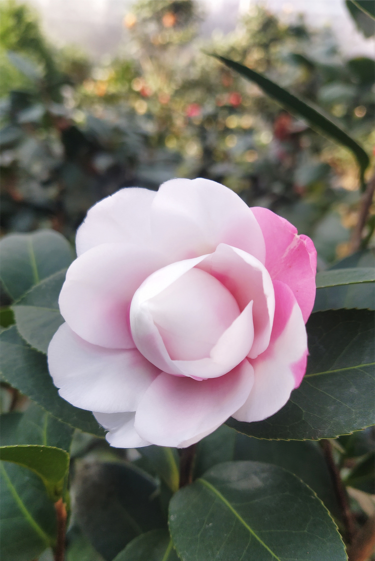 系阳台精品茶花树四季茶花庭院树风景树家庭植物好养 斑水屋两年花苗