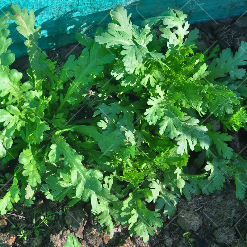 中叶茼蒿种子大叶蒿菜籽四季种阳台盆栽蔬菜籽秋播小叶高杆皇帝菜