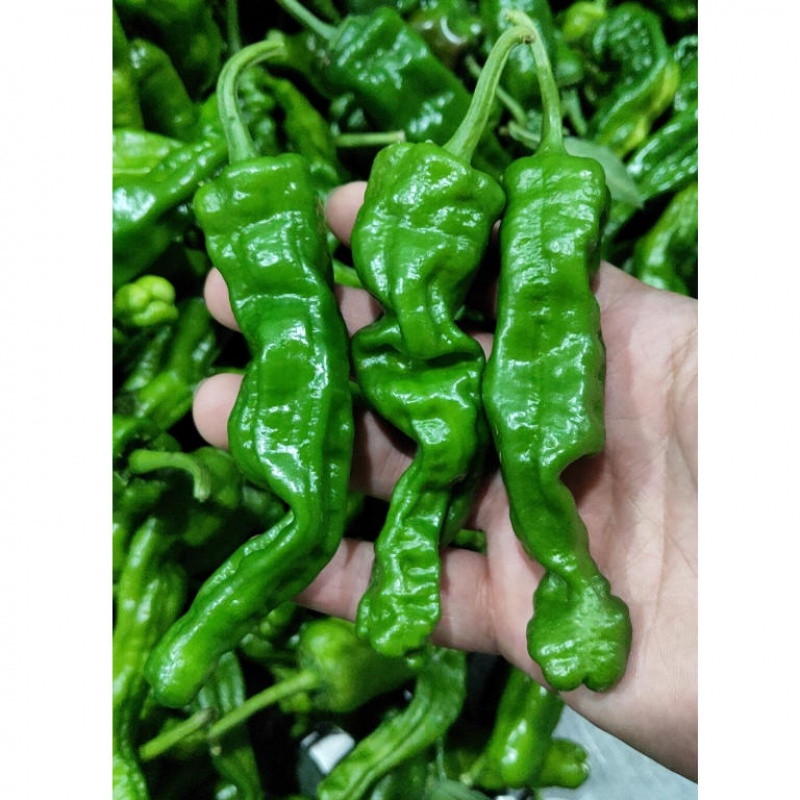 晨臻山东枣庄本地新鲜薄皮皱皮螺丝特辣土辣椒炒鸡炒肉辣椒son 3斤