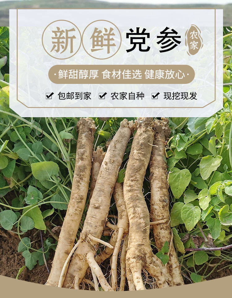 甘肃新鲜党参当归现挖现售无硫野生湿党参鲜党参当归黄芪11月28日发完