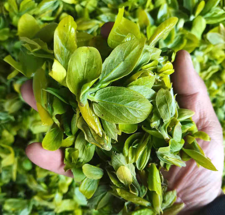 柿子芽茶头茬嫩芽茶野生炒制茶叶非晒干柿子叶茶特级柿叶茶泡茶【图片