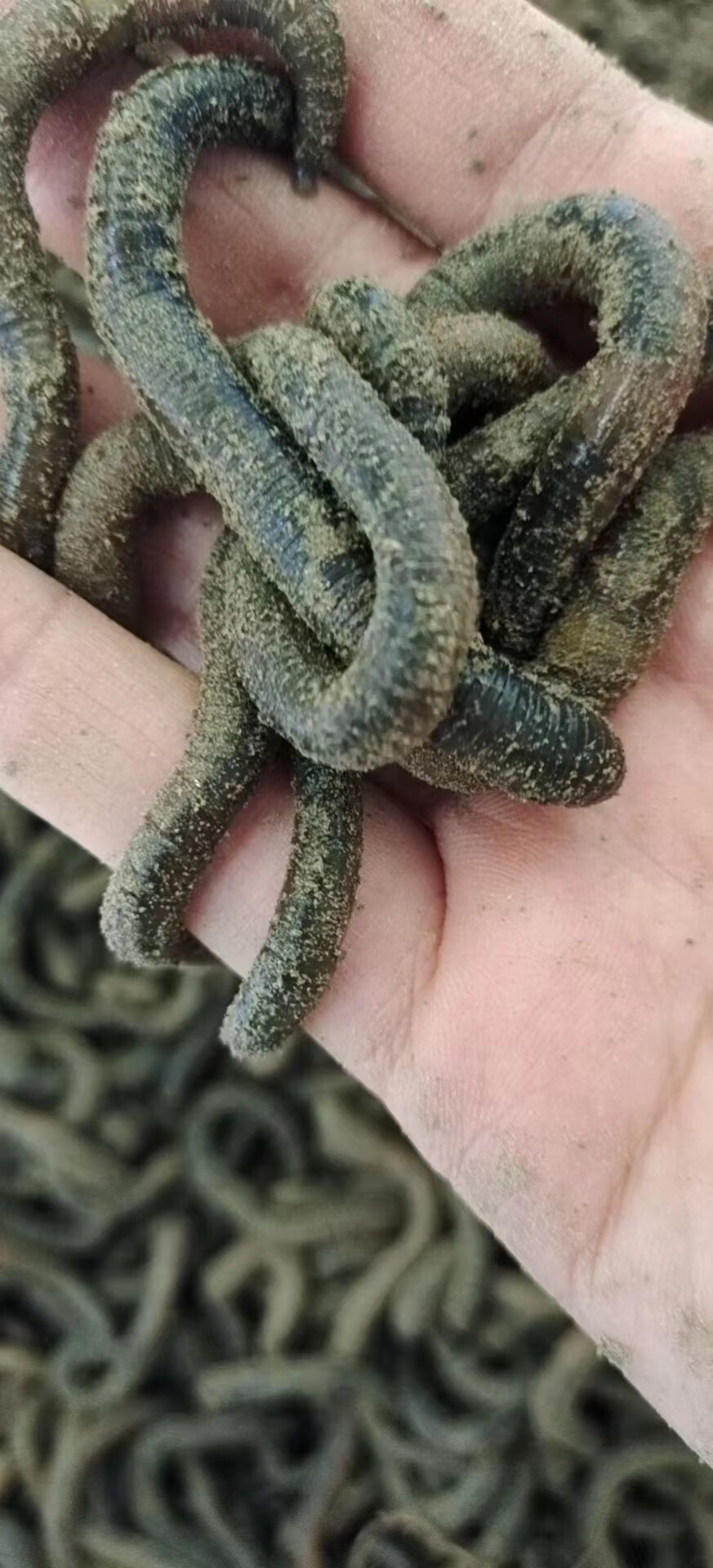 鲜活青蚯蚓特大蚯蚓黑蚯蚓钓鱼鱼饵钓黄鳝活饵活体当季 黑色1小号一斤