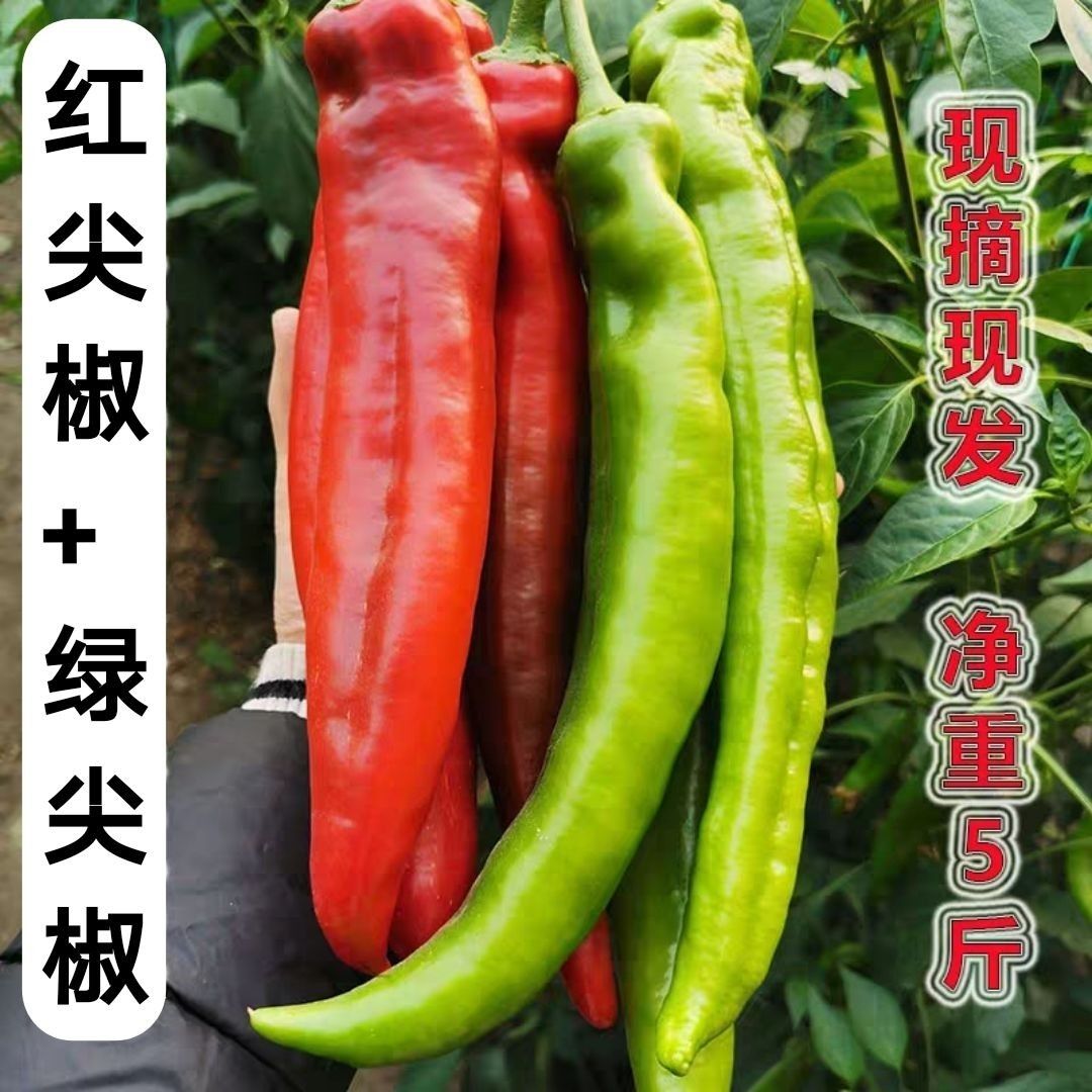 新鲜大红尖椒红辣椒农家批发红椒虎皮红椒剁椒辣椒酱红辣椒泡椒不辣1