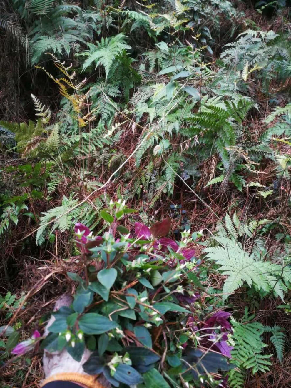 有仁堂新鲜风柜斗草鲜货500g,风骨草风鼓草风谷草诸头红肉穗草 500g