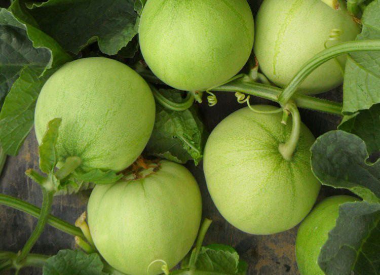 春枝韵日本甜宝甜瓜香瓜种子绿色青皮甜瓜农家易种植高产早熟水果种子