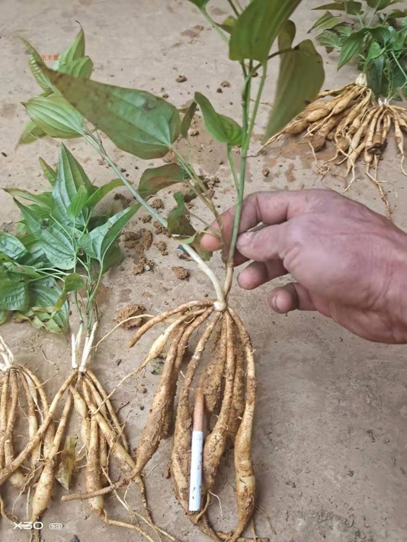 百部中药 百部种植苗 百部苗优质对叶百部两年苗高产大百部红花苗 2年