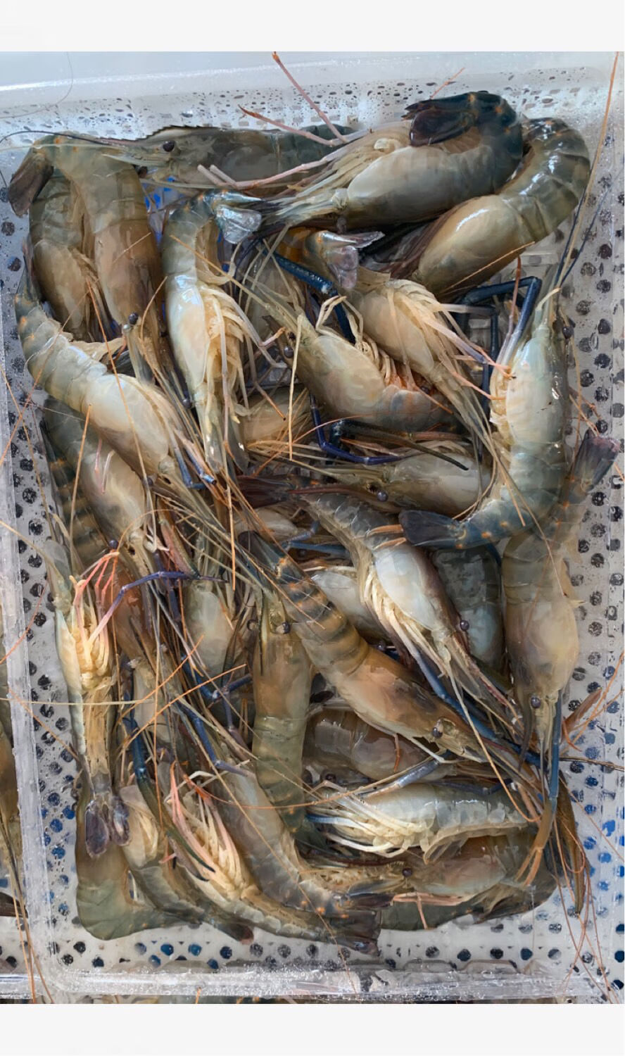 罗氏沼虾大青虾马拉西亚大虾罗氏虾淡水虾1618cm25斤