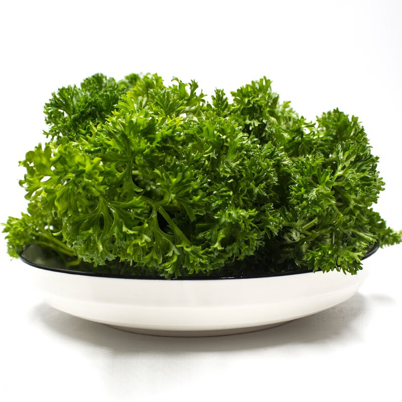 新鲜荷兰芹123斤西餐火锅装饰摆盘花草蔬菜法国香菜欧芹芫荽1斤