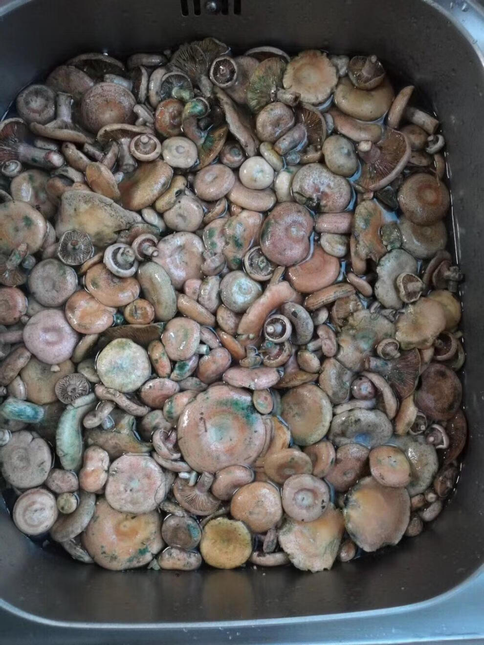 安徽太湖新鲜乌枞树菌寒菌松乳菇雁来蕈雁鹅菌三九菇 1斤精品1-4cm