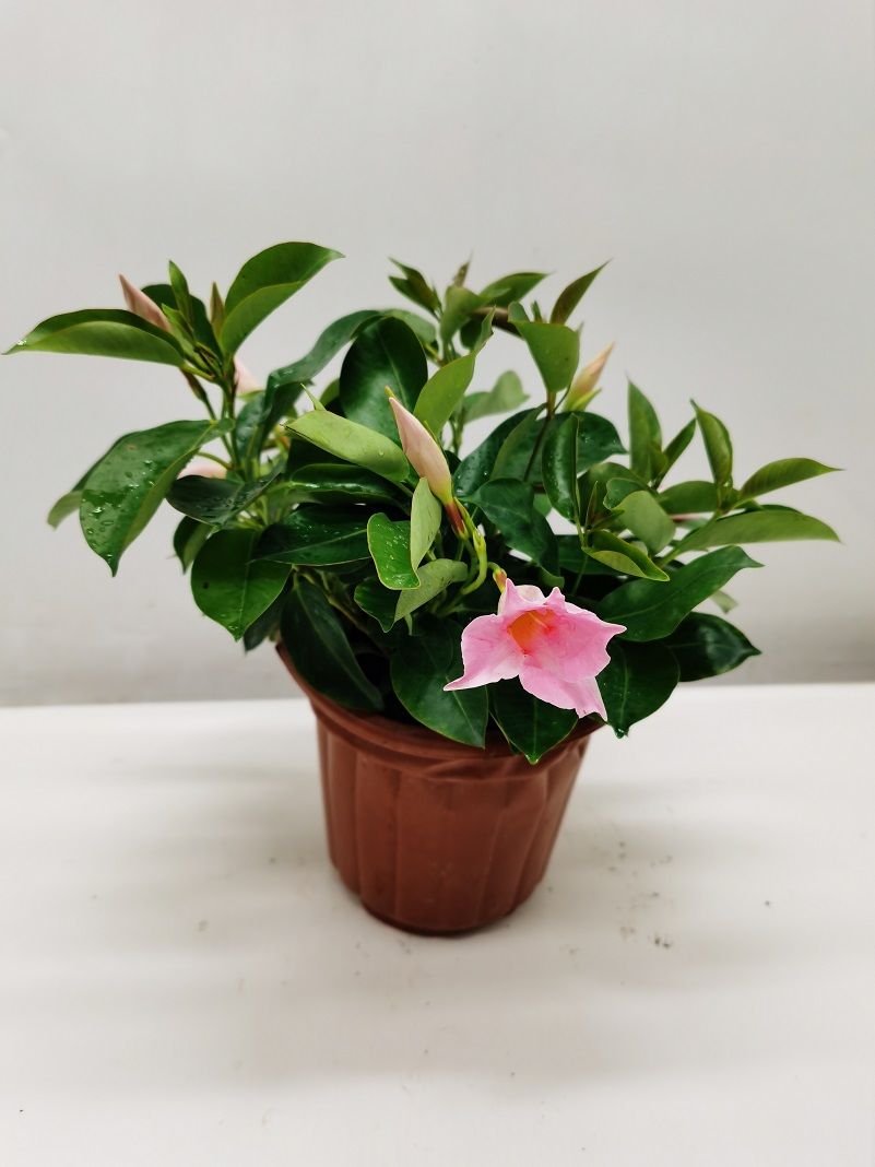 磐阙*上新花卉万里飘香藤盆栽四季开花带花苞飘香藤室内阳台种植花卉