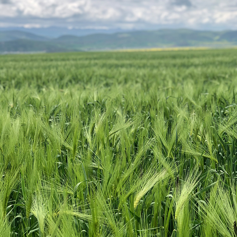 青稞米青海特产青藏高原白青稞米蓝青稞米 白青稞米5斤【图片 价格