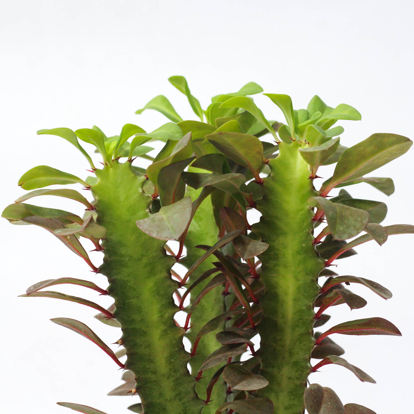 龙骨植物盆栽办公室外客厅仙人掌吸甲醛四季好养植物绿植巴西龙骨