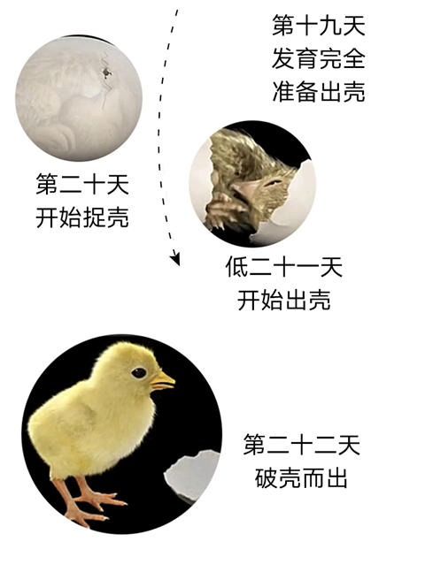 水床孵化机全自动家用小型孵化器25枚鸡鸭鹅鸽子鹌鹑鹦鹉蛋孵化箱 55